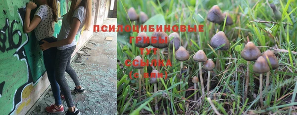 индика Богданович
