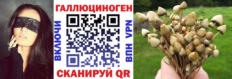 kraken зеркало  Туапсе  Галлюциногенные грибы Psilocybine cubensis  сколько стоит 